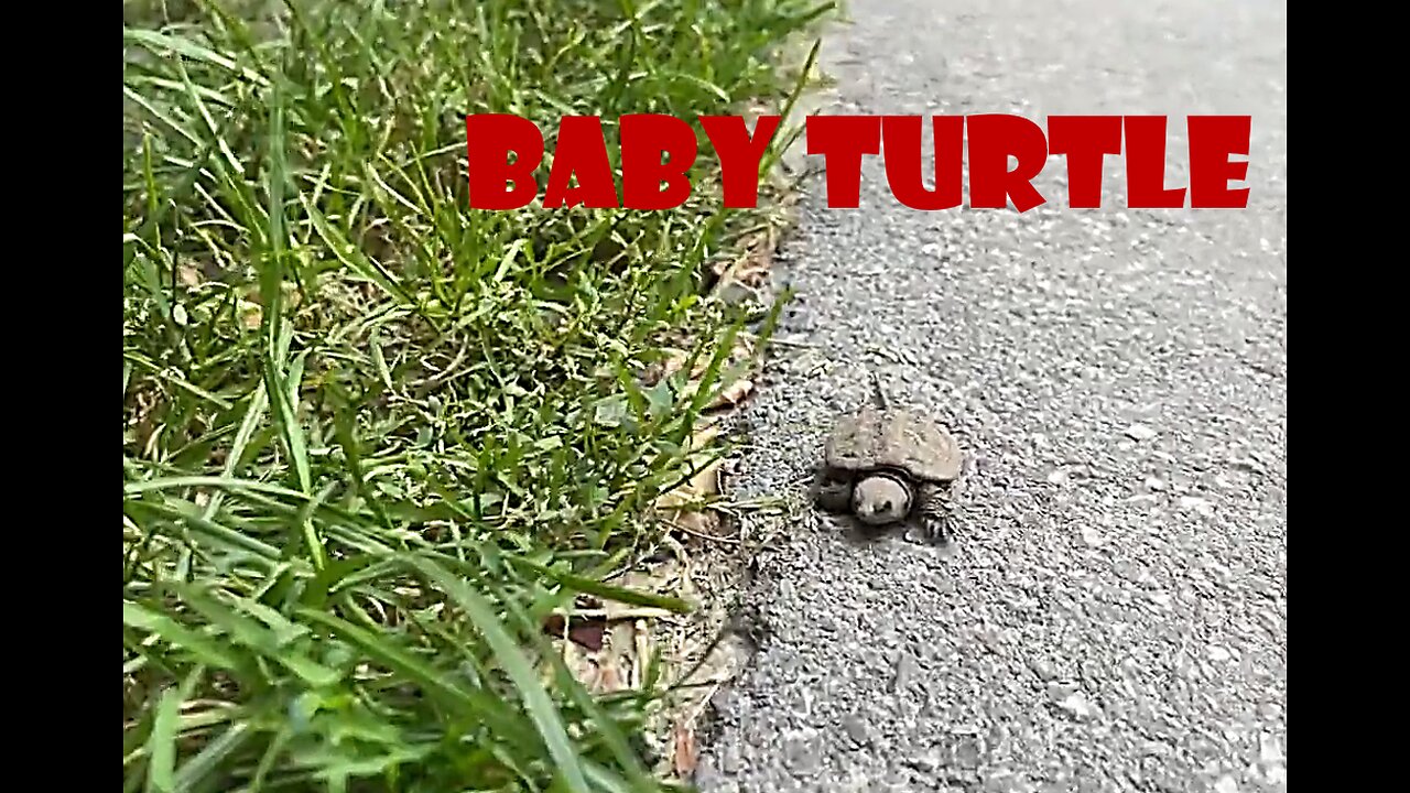 Baby Turtles 🐢 passing road 😲in Canada Canada 🇨🇦 summertime