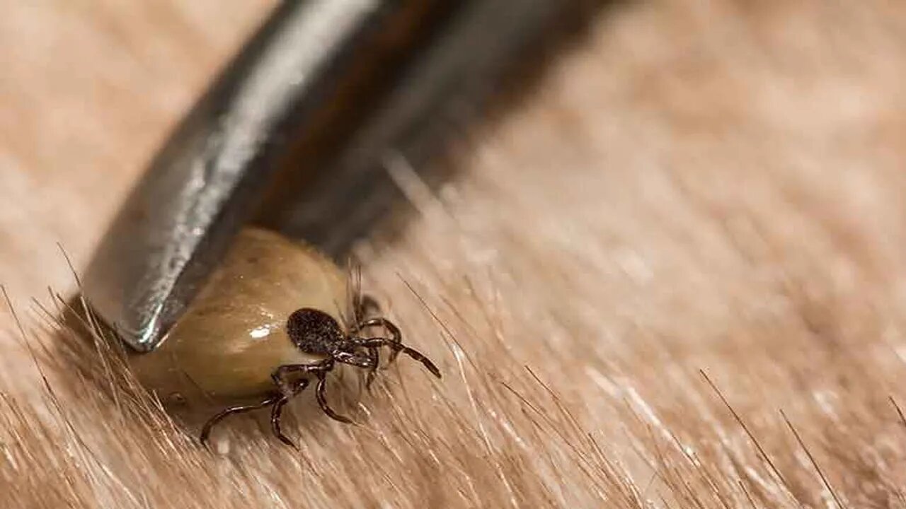 Lady Rescues a Stray Dog, But The Dog Was Too small, Remove ticks by Comb