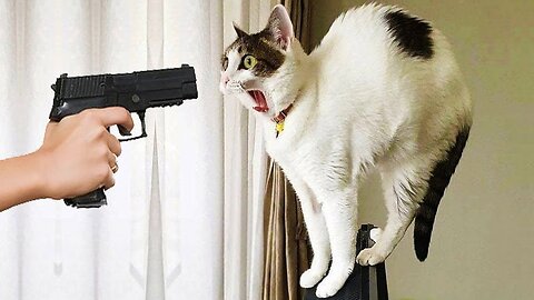 CATS and DOGS will make you LAUGH YOUR HEAD OFF - Funny CAT and DOG compilation #1