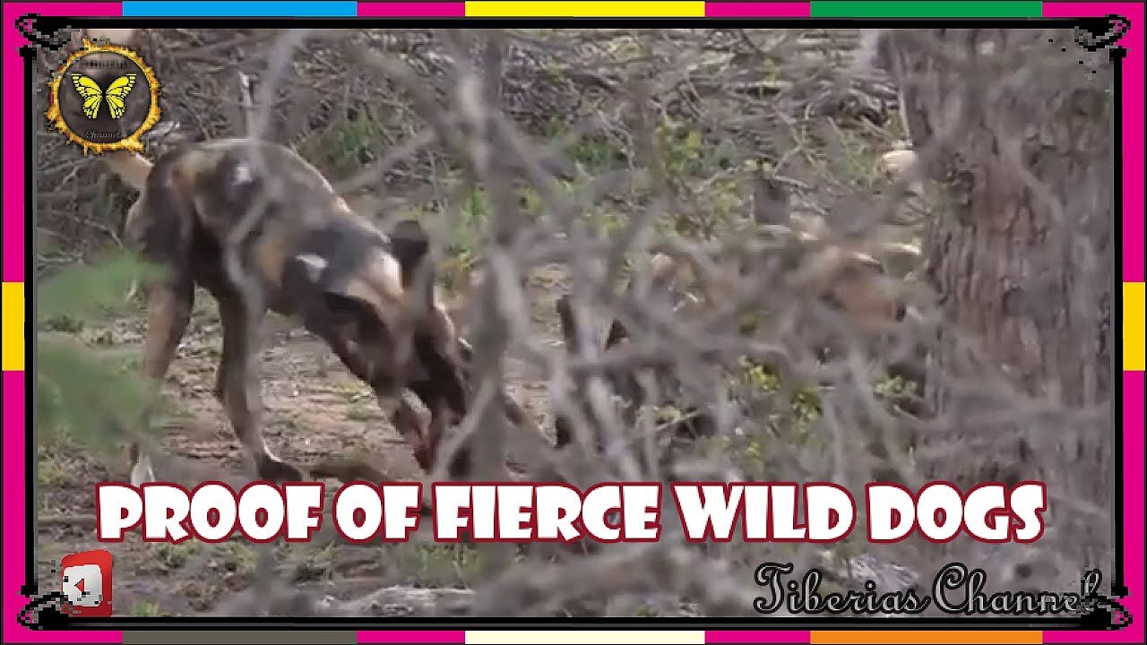 Proof of fierce wild dogs | Wild dog | animal planet | nat geo wild | Wildlife | bbc | bbc earth