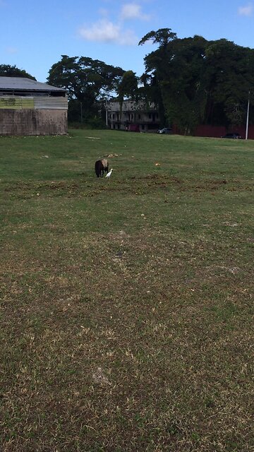 RAN UP ON G THE GOAT