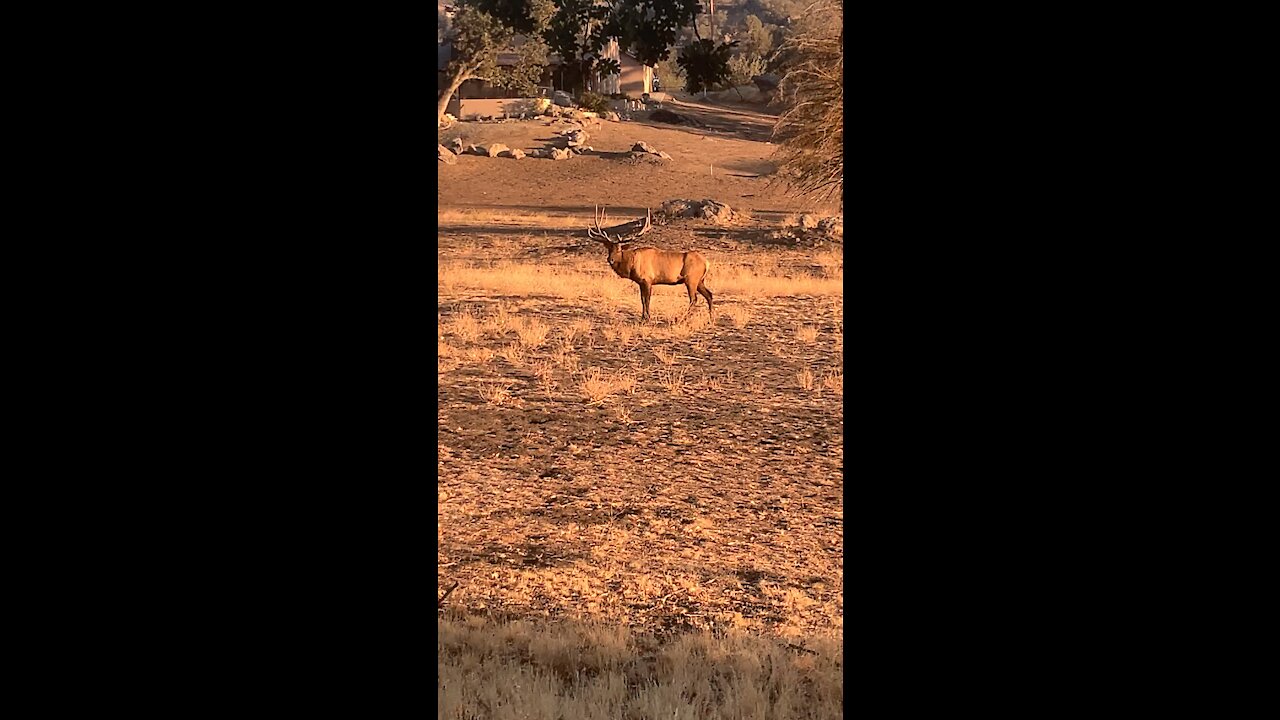 Elk