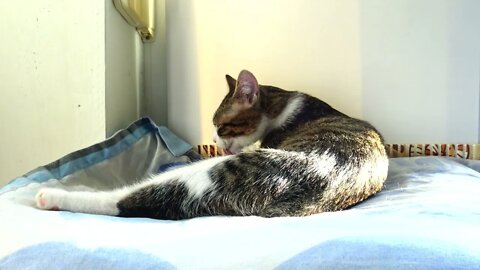 Kitty Arranges His Fur