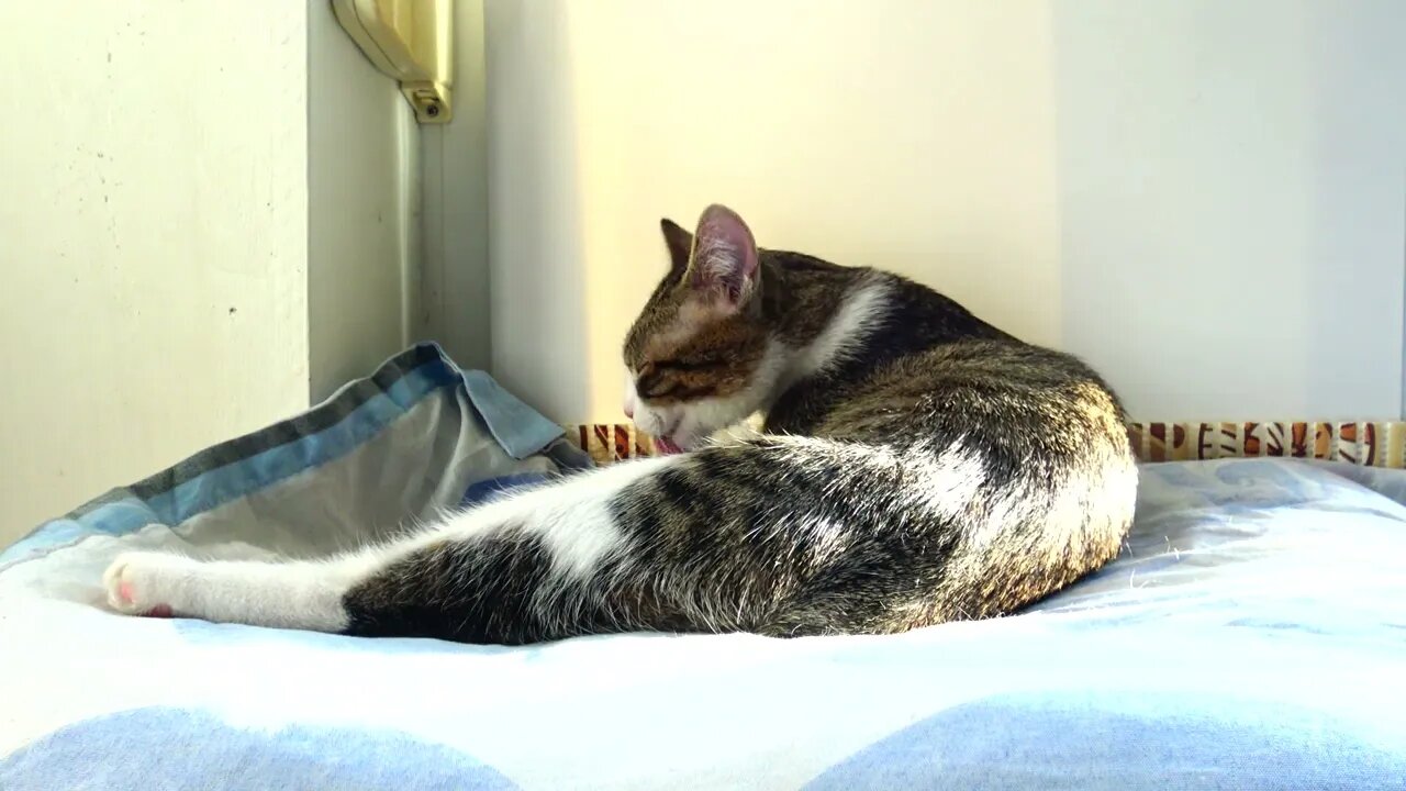 Kitty Arranges His Fur