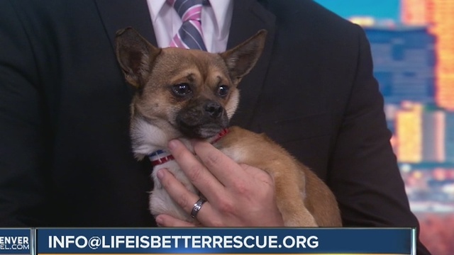 Pet of the day for January 8th - Charlie Brown the Pug Chihuahua mix