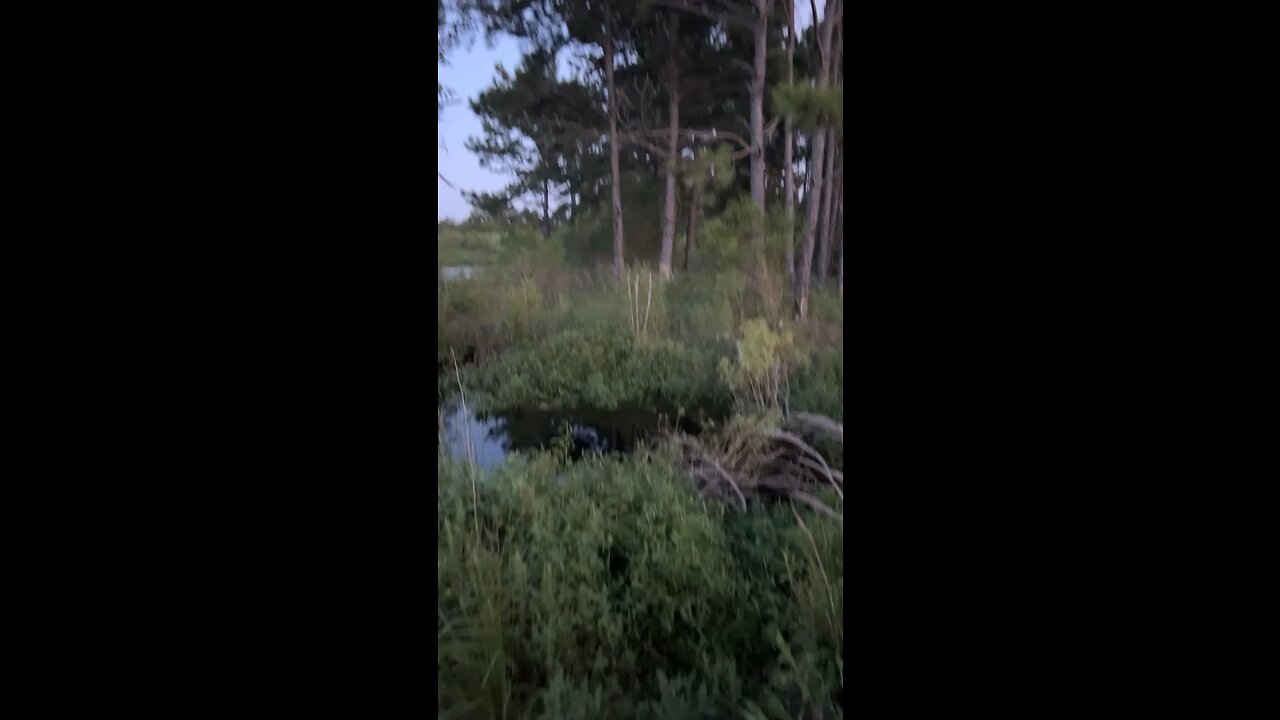 COYOTES HOWLING IN CYPRESS, TX!