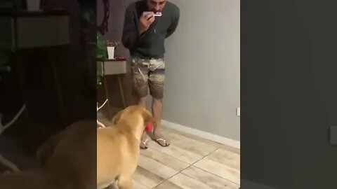 dog do a little dance, music lover