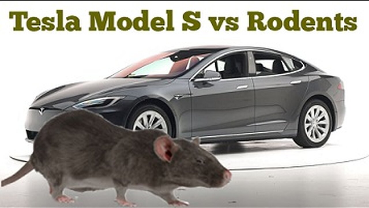 Tesla Model S vs Rodents