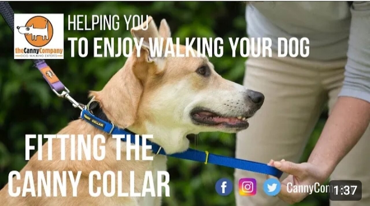 HELPING YOU TO ENJOY WALKING YOUR DOG FlTTlNG THE CANNY COLLAR