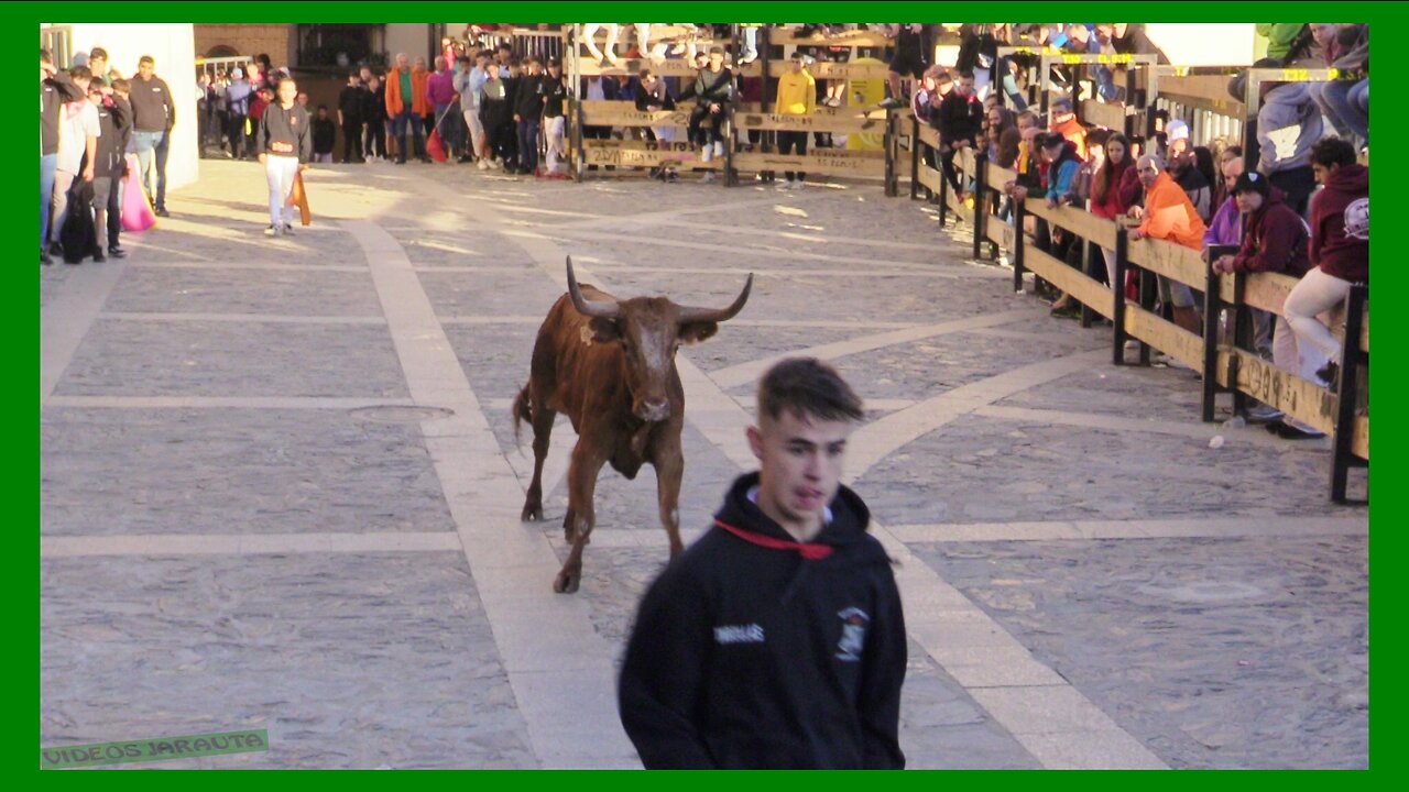 ÁGREDA ( SORIA ) MATINAL VACAS EN CALLE ( VIERNES 29 SEPTIEMBRE 2023 ) GANAD.ORO VELA