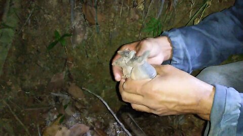 WHAT A BEAUTIFUL ARMADILLO BEING FED