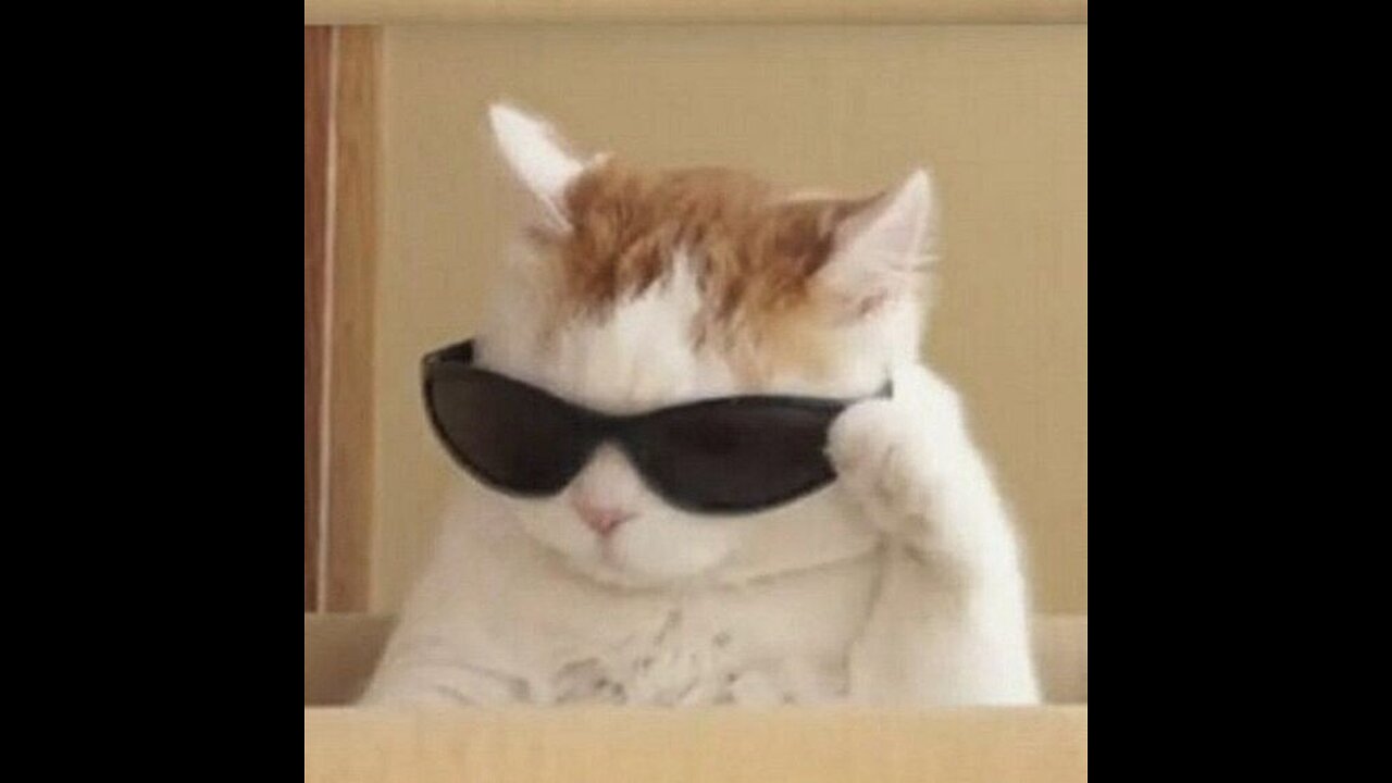 Funny Cat videos🤣🔥