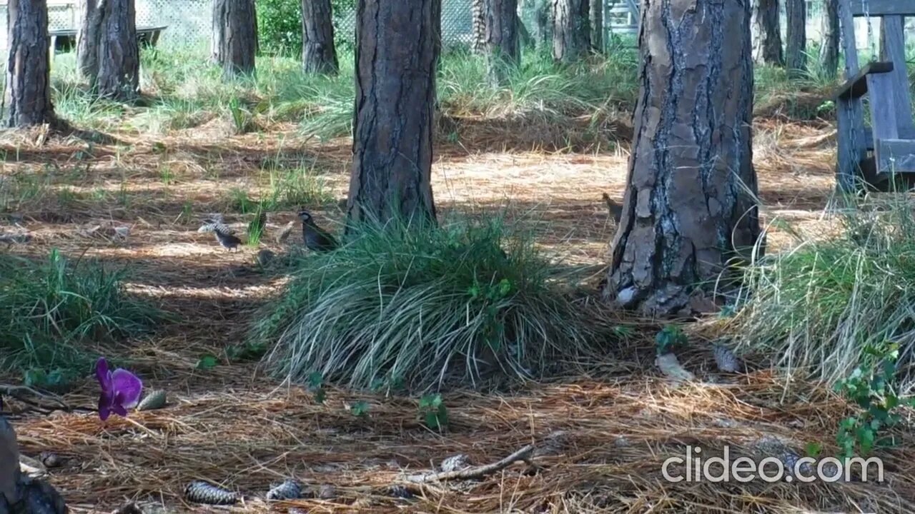 Baby Quail 6/5/22 Venus Ranch. Venus Florida