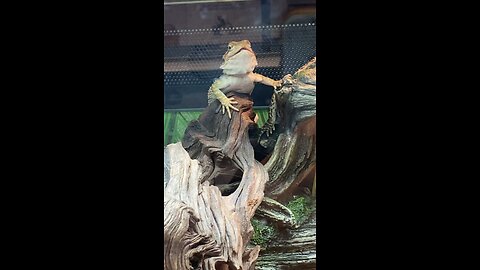 Fancy Bearded Dragon 5