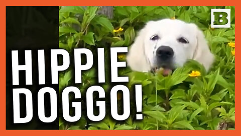 Flower Power! Retriever Romps and Chomps Flowers in Texas