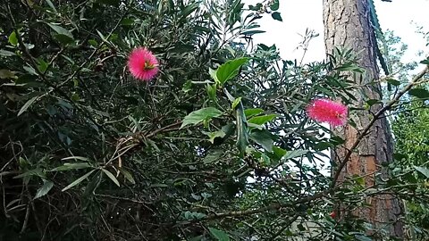 One of our Callistemon trees ( Perth Pink ) 30th August 2021