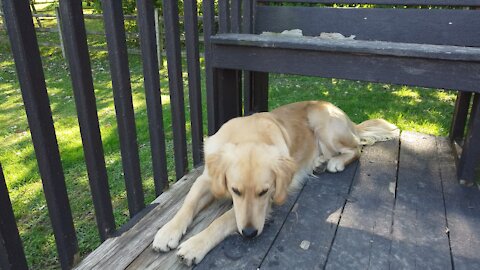 Bella is a good girl. Golden Retriever