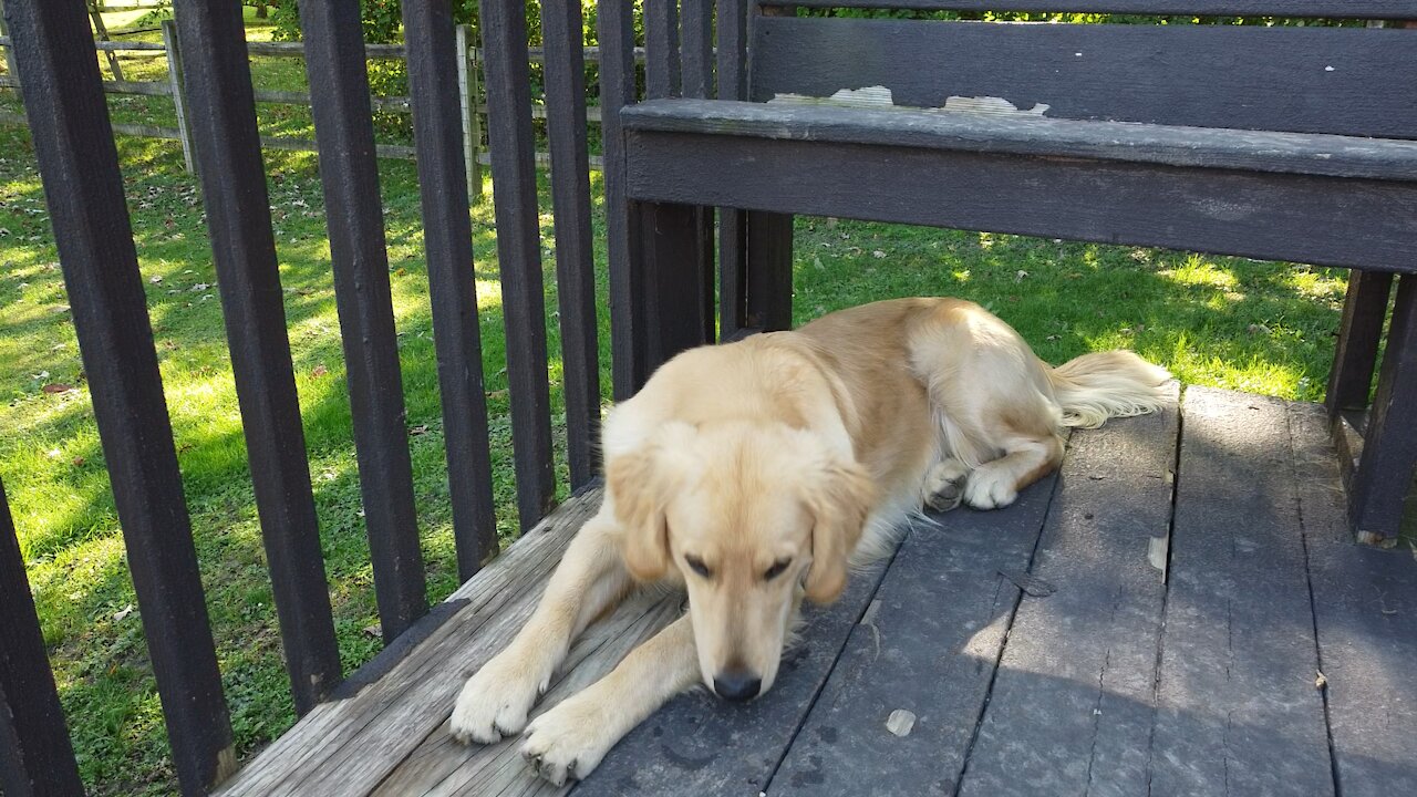 Bella is a good girl. Golden Retriever