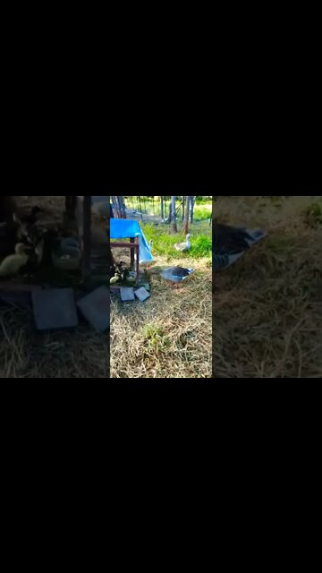 Geese protecting the Ducklings
