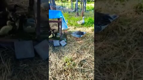 Geese protecting the Ducklings