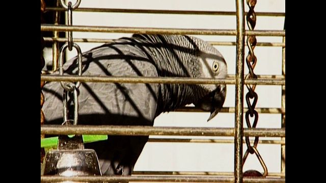 Parrot Custody Battle