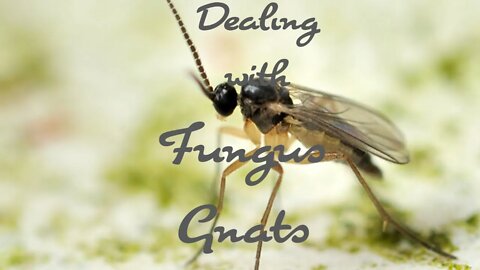 Dealing with Fungus Gnats #MarsHydro #TSW2000