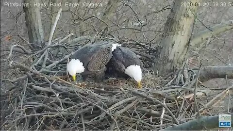 Pittsburgh Hays Eagles couple stick wars 2020 01 22 08 30 55 092