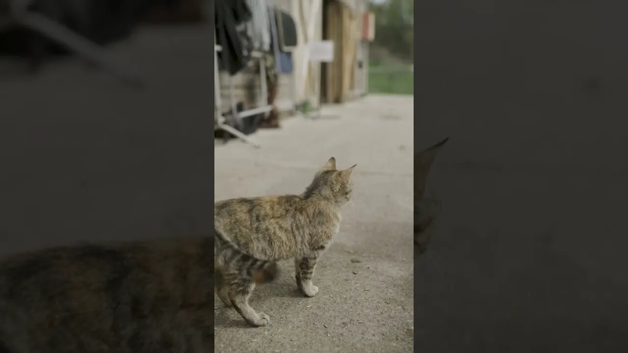 KUCING LUCU #PART 39
