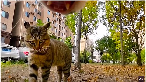 The cat walks up to other cats just to pick a fight