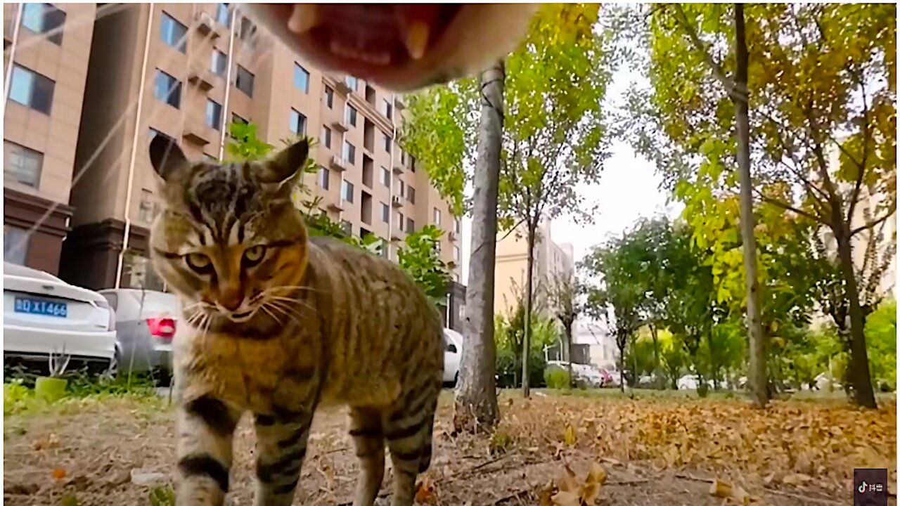 The cat walks up to other cats just to pick a fight