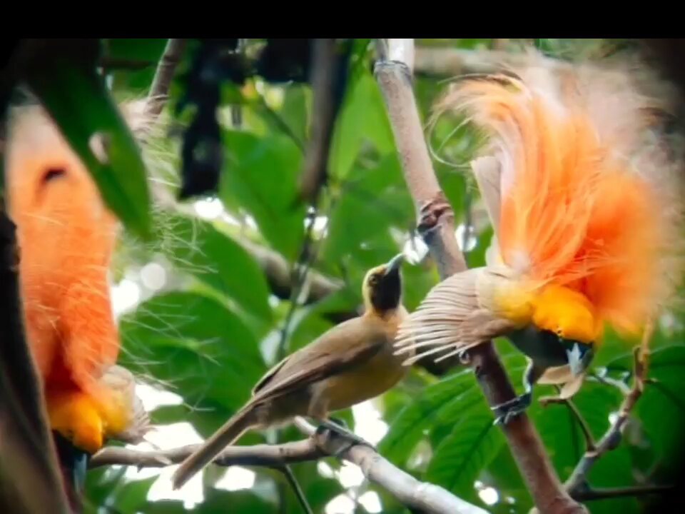 Birds-of-paradise#beautiful #birds #birdslover #birdsphotography