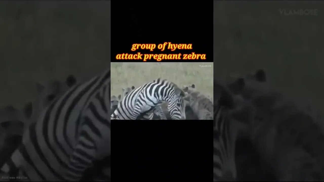 Group of hyena attack pregnant zebra 🦓#shorts #youtubeshorts #shortvideo