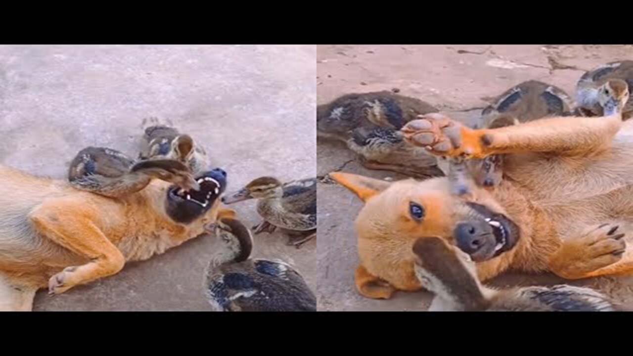 🔴 The Duck Dentist Team Takes Care of My Lazy Pet's Teeth