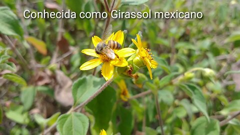 Cinco Tipos de Flores que as abelhas mais são atraidas Abelhas Apis