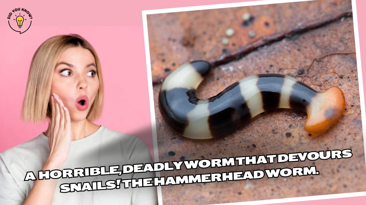 A horrible, deadly worm that devours snails! The hammerhead worm.