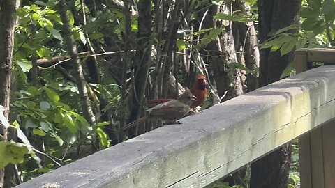 High maintenance juvenile Cardinal