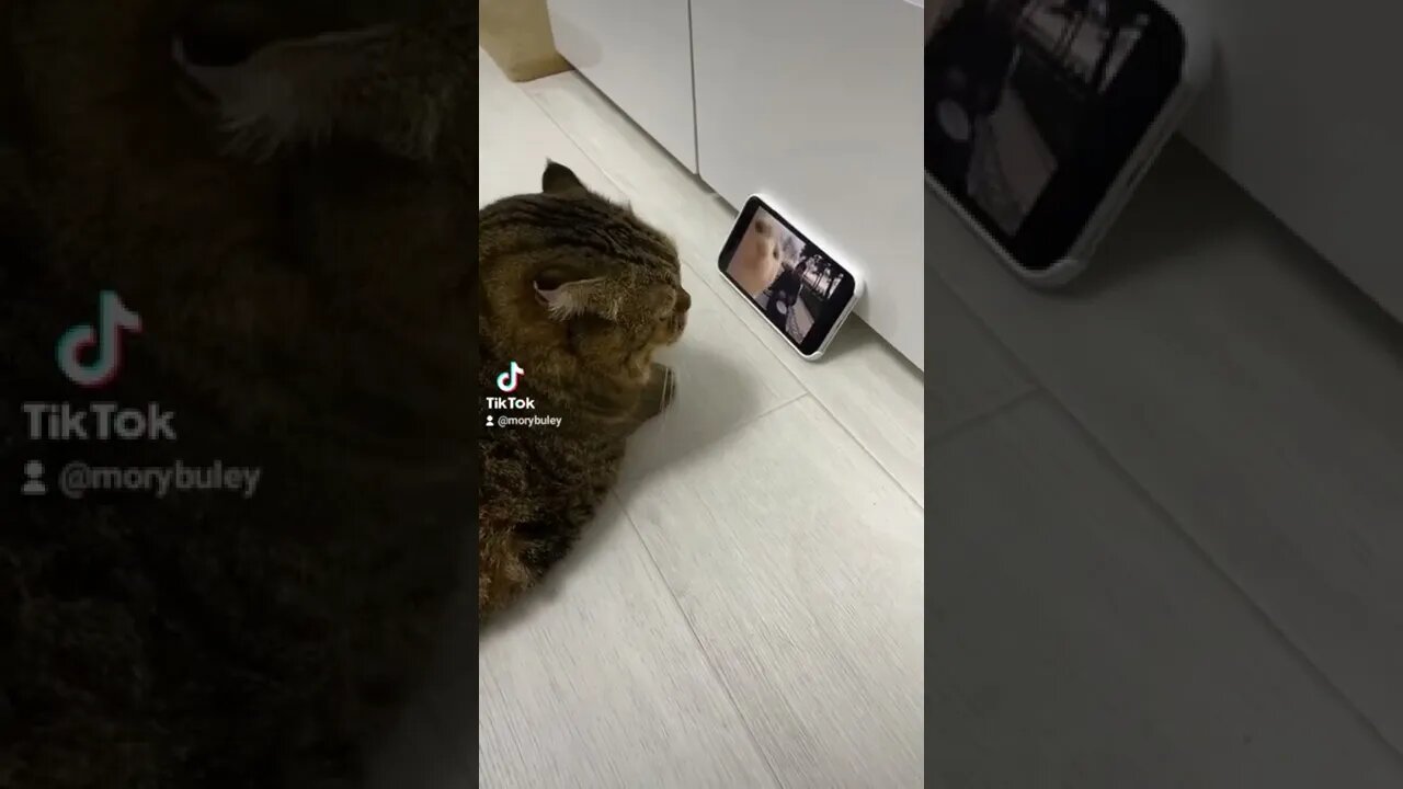 Funny Cat Memes#shorts #fyp #funny #cat #pet #animals #dogs #funnyvideo