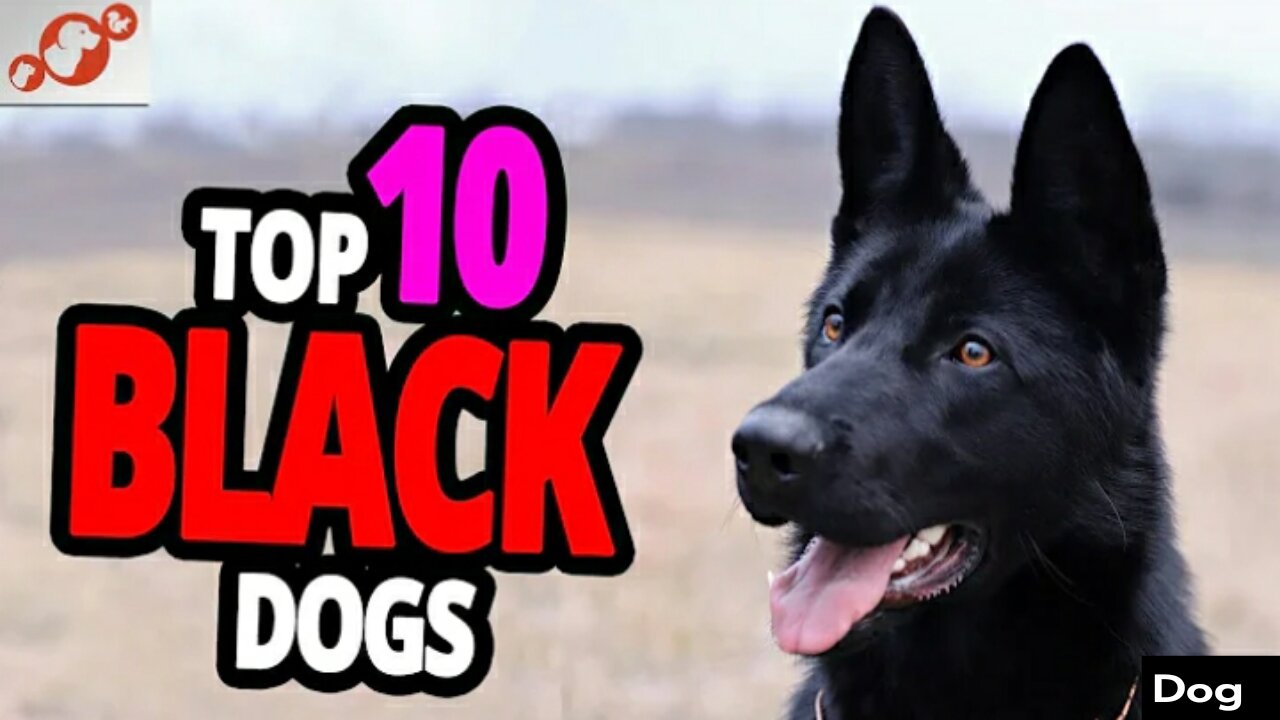 🐕 Black Dog - World Top 10 Black Dog
