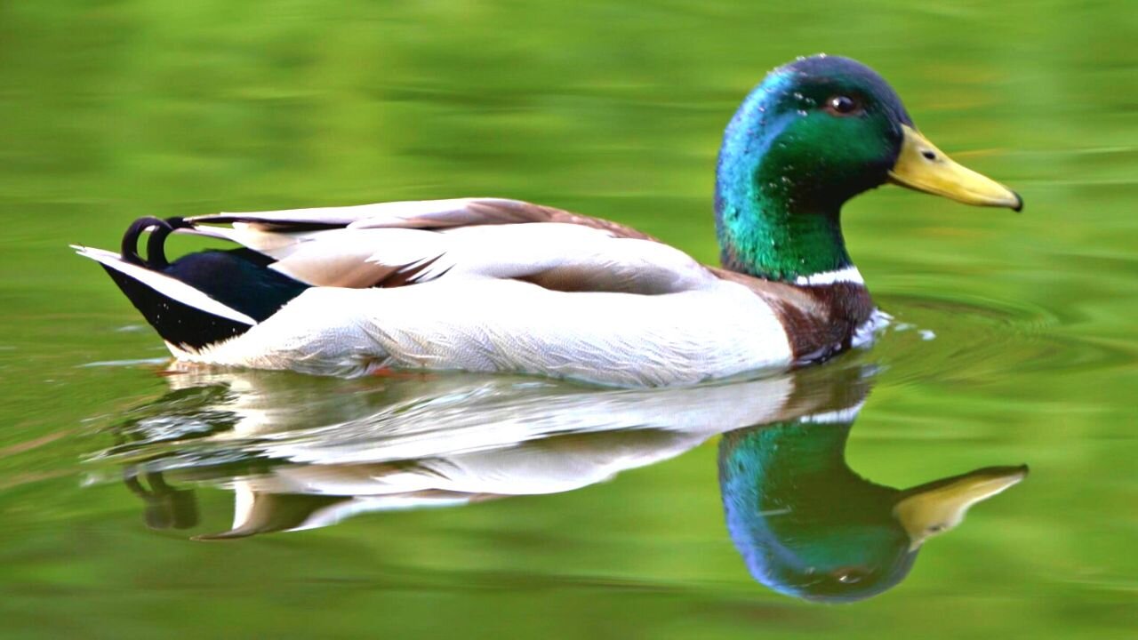 Mallard Duck Drakes Swimming in the Pond Cruising for Hens