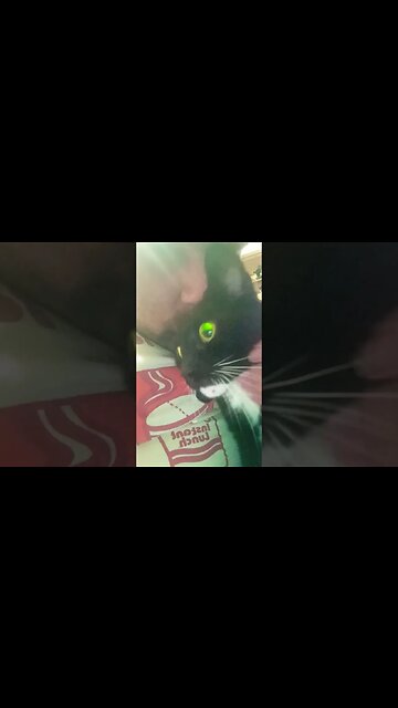 holdin the kitty #shortsfeed #shortsvideo #youtubeshorts #cutekitty #cutecat #catshorts #catlover