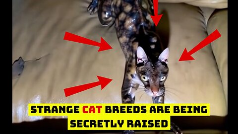 Strange cat breeds are being secretly raised