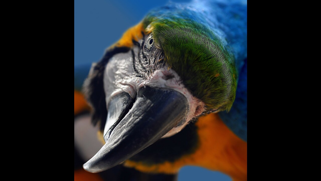 colorful bird parrot