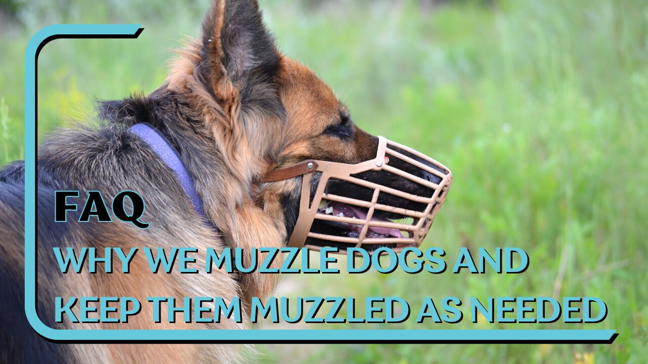 FAQ: Why We Muzzle Dogs And Keep Them Muzzled As Long As Needed