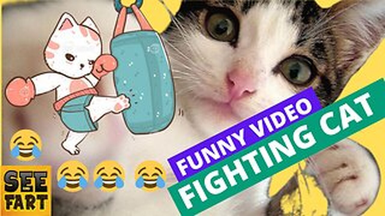 Funny video😂fighting cat😂😂😂Please Follow