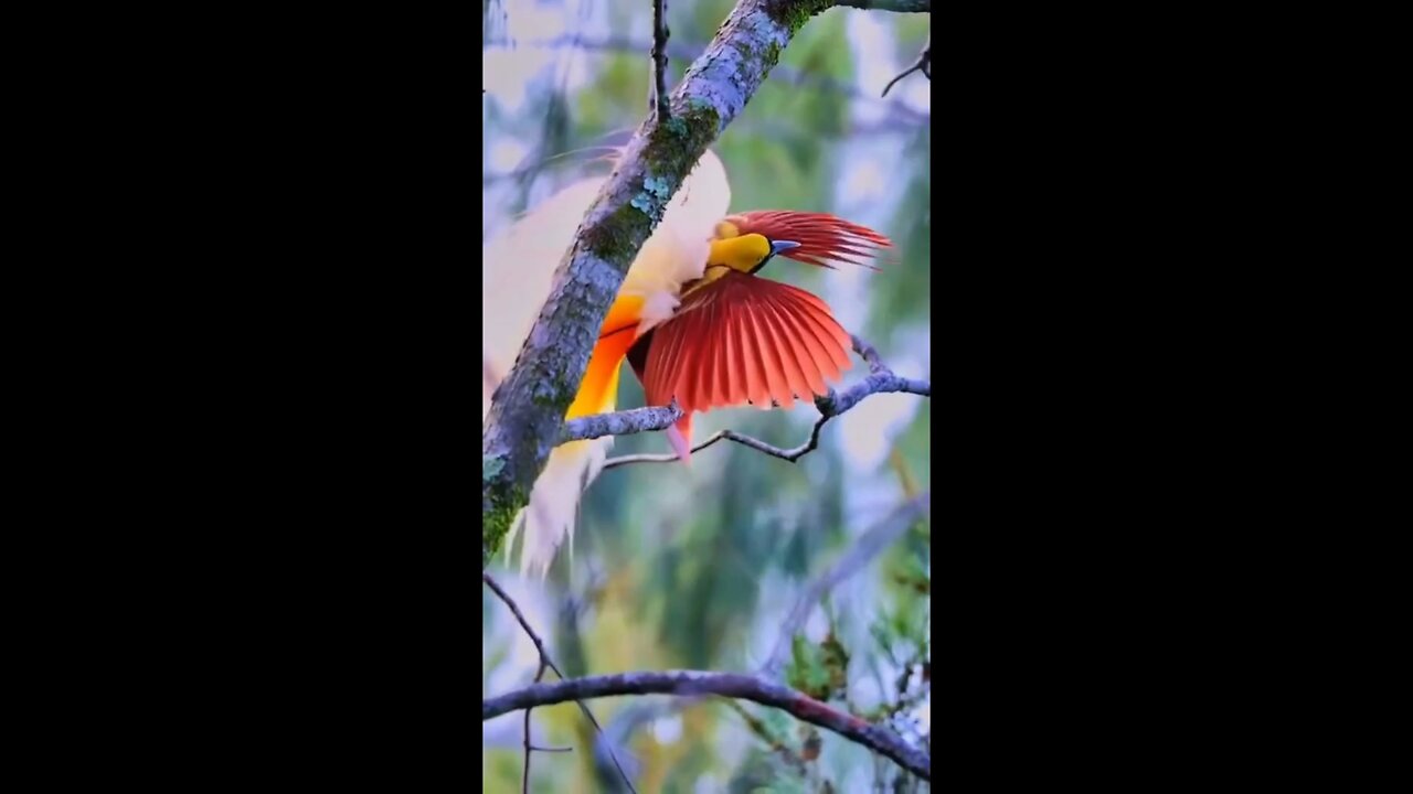 Most amazing birds don’t feel real