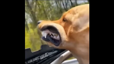 Funny Animals - Try not to laugh