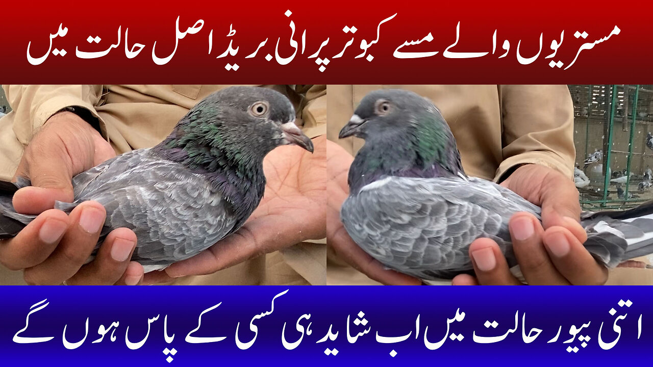 Old Bread Missay Pigeons In Their Original Condition Watch In HD Urdu/Hindi