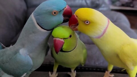 Funny and cute parrots ◈ try not to laugh.◈🐦👍