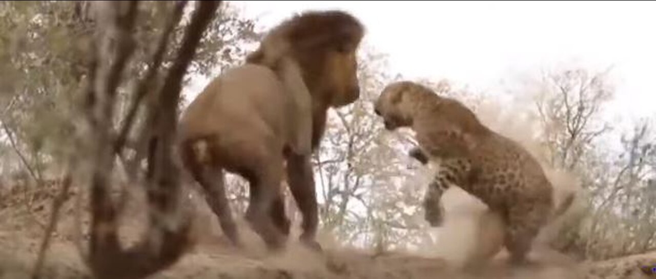 Extreme Fight Lion VS Leopard