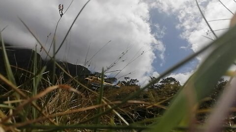 SOUTH AFRICA - Cape Town - SANParks Media Demonstration (Video) (Lff)